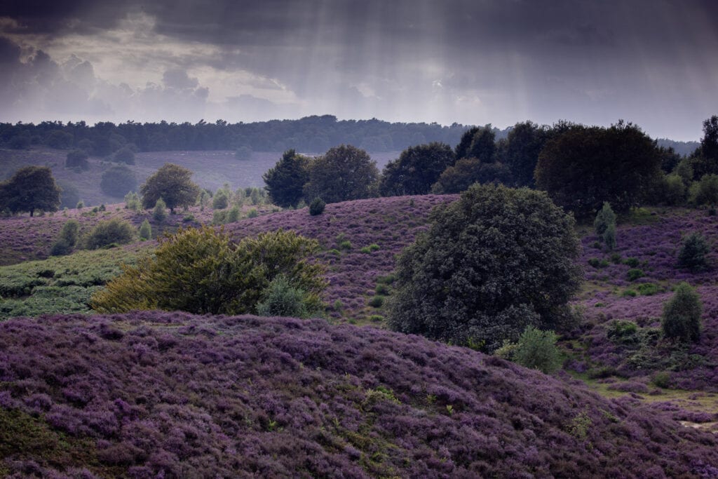 Veluwe